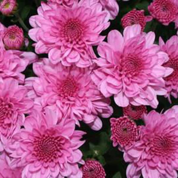 Mum Lavender/Pink - Image 3