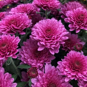 Mum Lavender/Pink