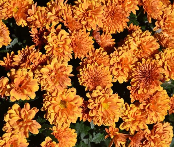 Mum Orange - Image 3