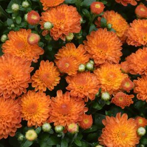 Mum Orange