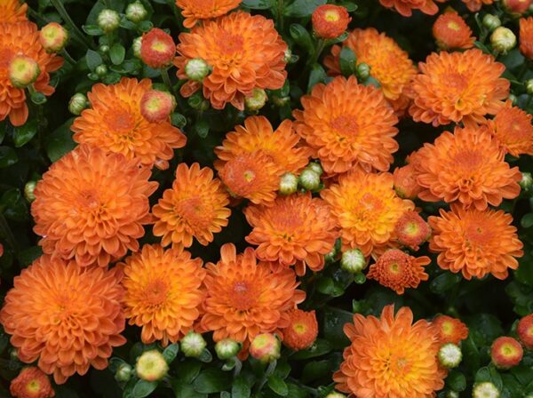 Mum Orange