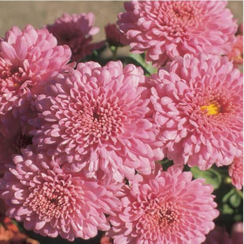 Mum Pink/Lavender - Image 4