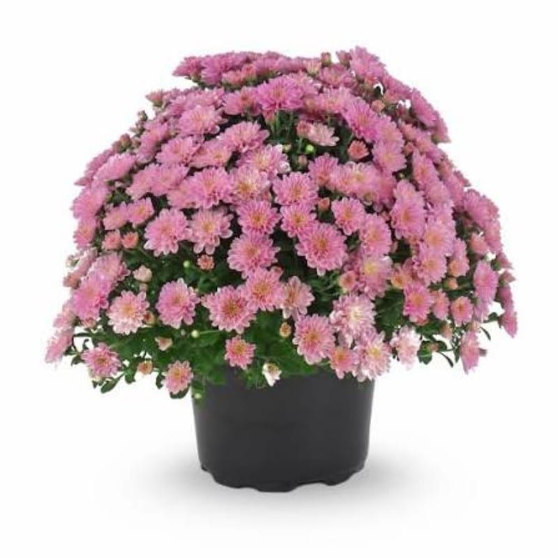 Mum Pink/Lavender - Image 5