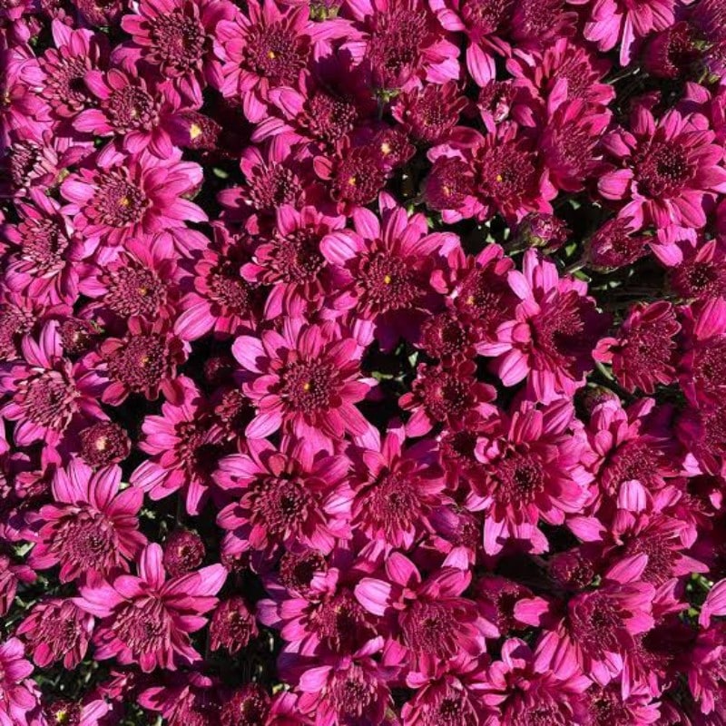 Mum Purple - Image 2