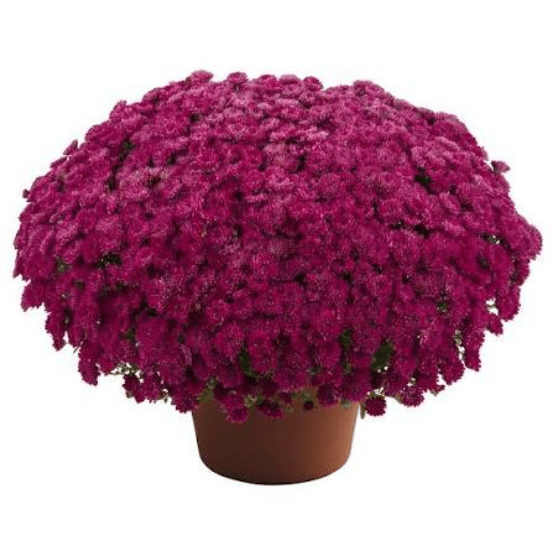 Mum Purple