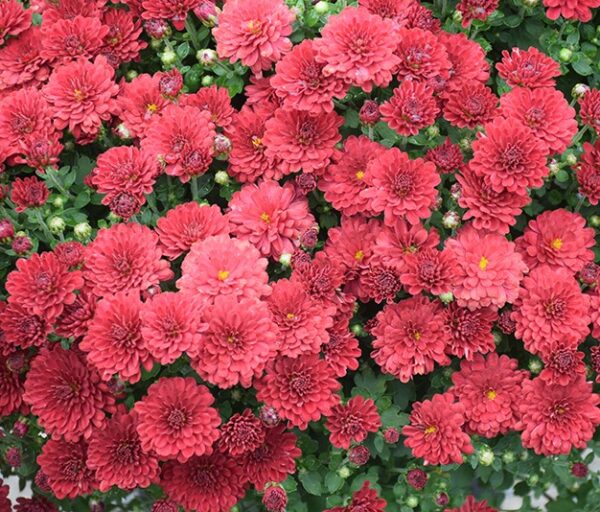 Mum Red - Image 3
