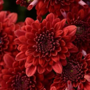 Mum Red