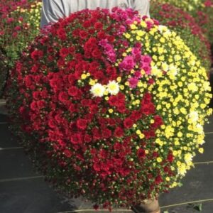 Mum Tri-color