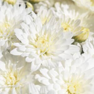 Mum White