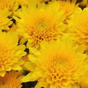 Mum Yellow