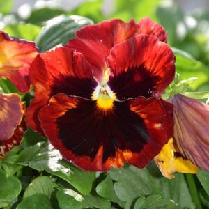 Pansy 4in