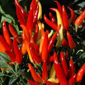 Pepper 4in