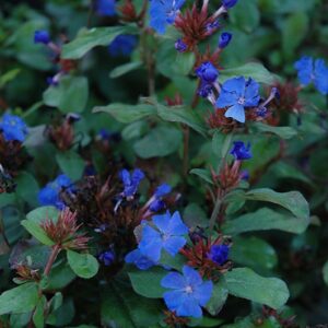 Plumbago 4in