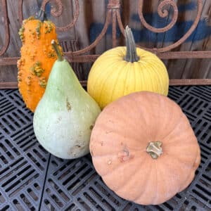 Pumpkin/Gourd Small