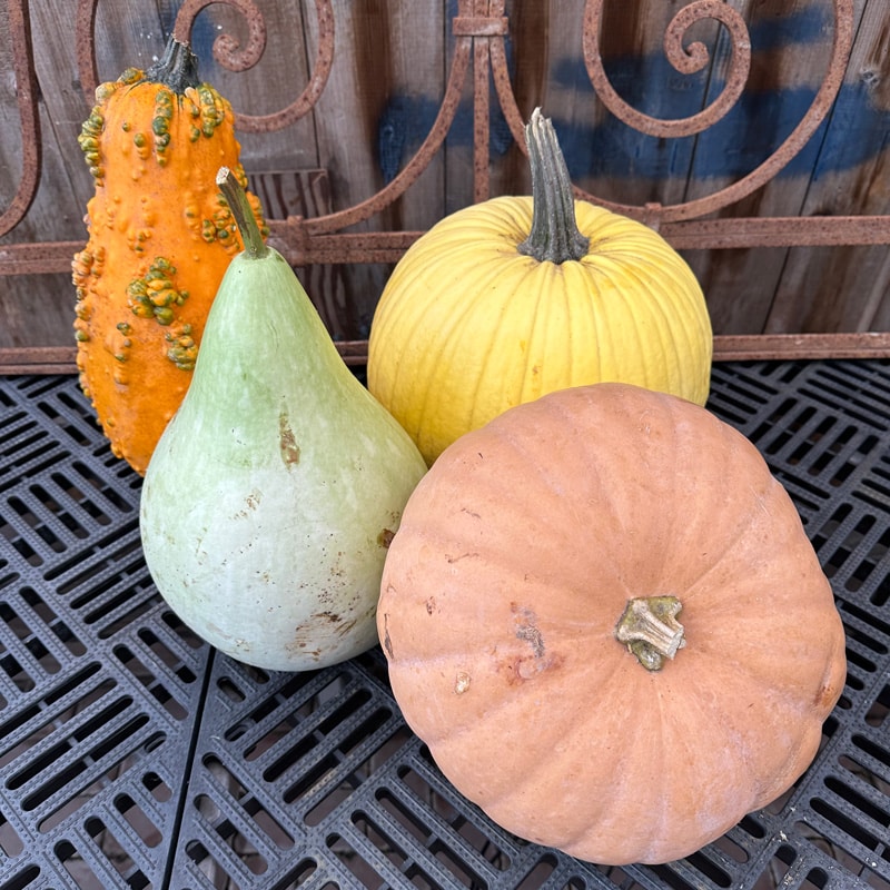 Pumpkin/Gourd Small