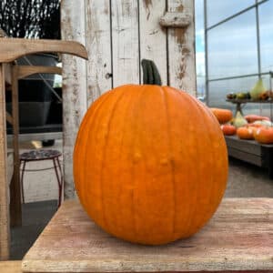 Pumpkin/Gourd X-Large