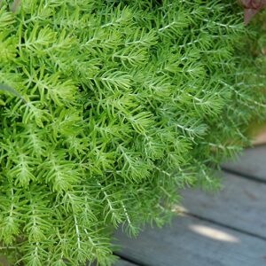 Sedum 4in