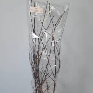 EXT-Branch, Birch, Natural, 36-48"