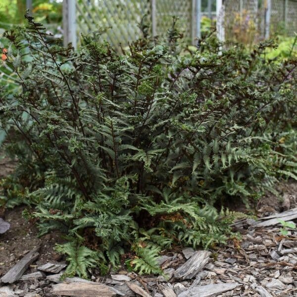 Crested Surf' Japanese Painted Fern - Image 2