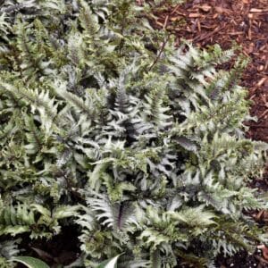 Crested Surf' Japanese Painted Fern