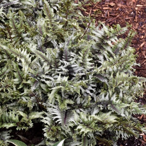 Crested Surf' Japanese Painted Fern