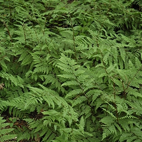 Lady Fern #1