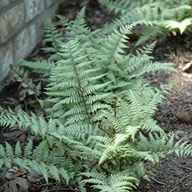 'Ghost' Fern