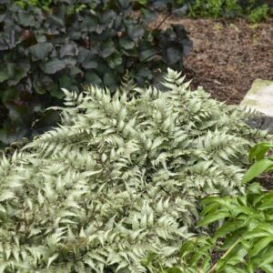 'Godzilla' Giant Japanese Painted Fern