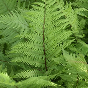 'Lady In Red' Fern