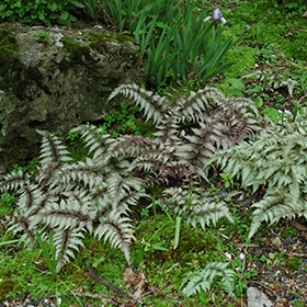 Japanese Painted Fern #1