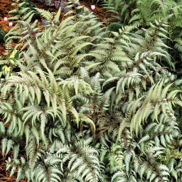 'Silver Falls' Japanese Painted Fern