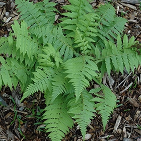 Hayscented Fern