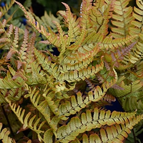 'Brilliance' Autumn Fern