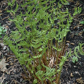 Leatherwood Fern #1