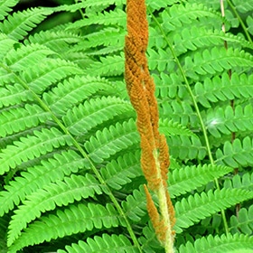 Cinnamon Fern #1