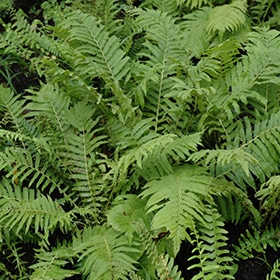 Christmas Fern