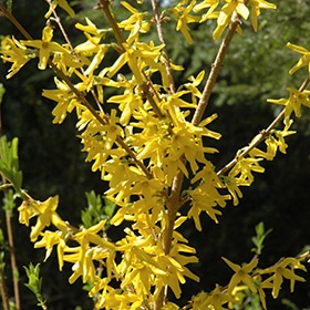 Forsythia, 'Meadowlark'