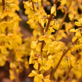Forsythia, 'Mindor' Showoff