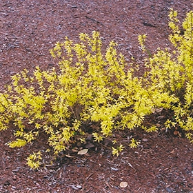 Forsythia, Bronx