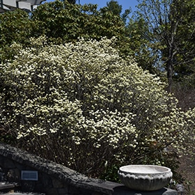 Fothergilla, Dwarf