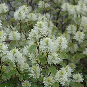 Fothergilla, Dwarf 'Beaver Cre
