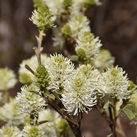 Fothergilla, 'Mount Airy'