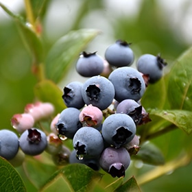 Blueberry, 'Patriot'