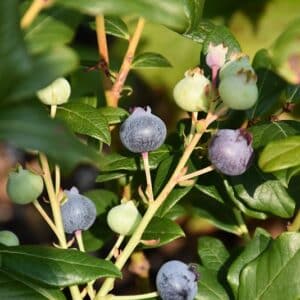 'Perpetua' Blueberry