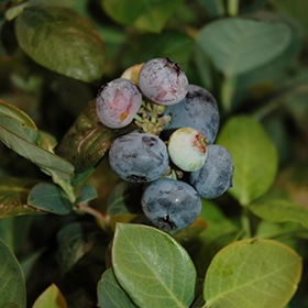 Peach Sorbet Blueberry #1