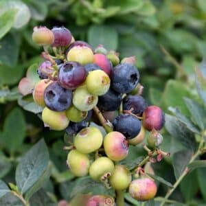 'Pink Icing' Blueberry
