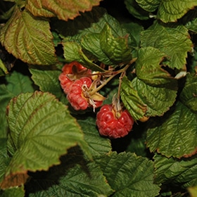 'Raspberry Shortcake' Red Raspberry #1
