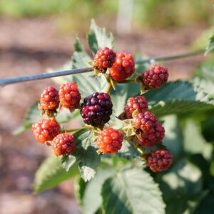 'Taste of Heaven' Blackberry