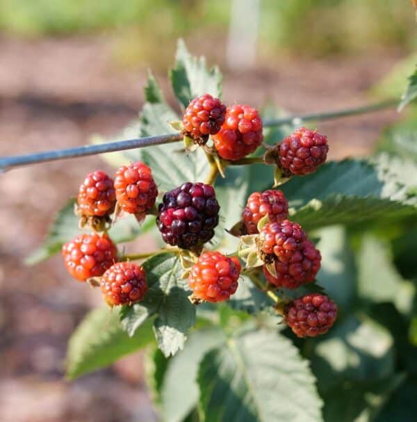 'Taste of Heaven' Blackberry