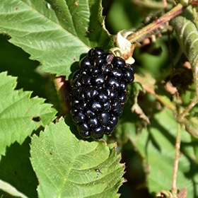 'Triple Crown' Blackberry